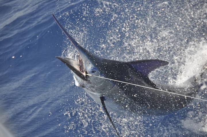Fin Gaddy The 2013 Hatteras Marlin Club Billfish Release Tournament – Paul Mann ...